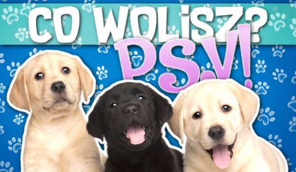 Co wolisz? – Psy!