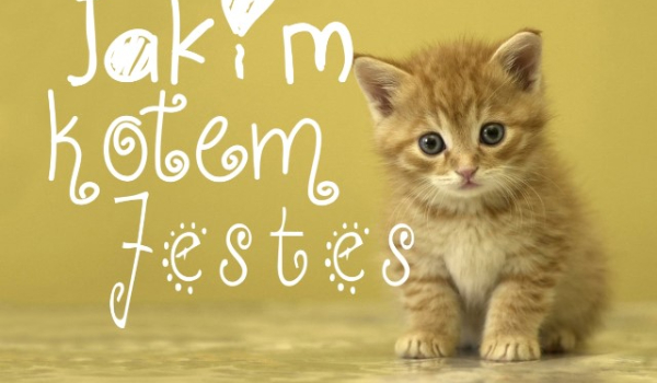 Jakim kotem jesteś?