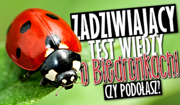 Zadziwiający test wiedzy o biedronkach! Podołasz?