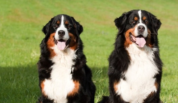 Czy poznasz 27 ras psów?