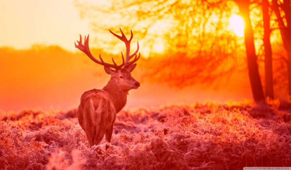 Jaką masz osobowość?