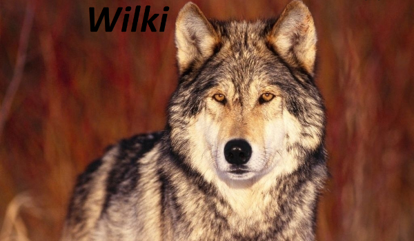 Wilki #2