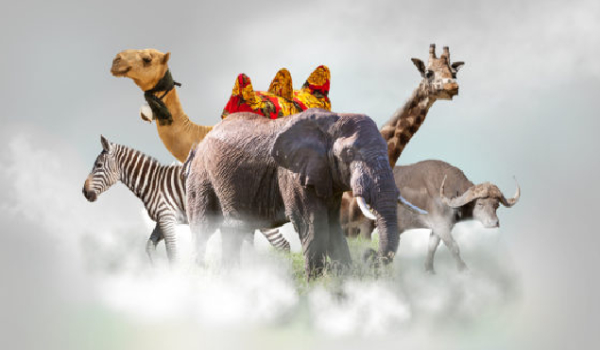 Test o zwierzętach #1