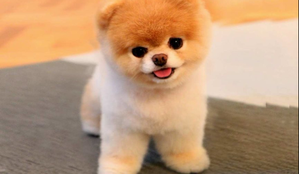 Który pies do ciebie pasuje??