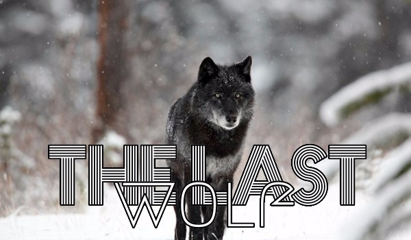 The last wolf 1#