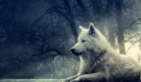 Wilkołaki – Zodiaki #1