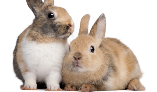 Co wiesz o królikach?