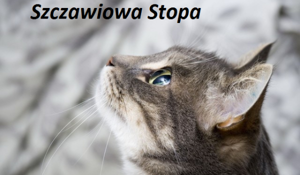 Szczawiowa Stopa-One Shot
