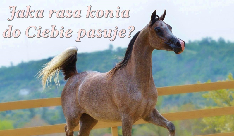 Jaka rasa koni do Ciebie pasuje?