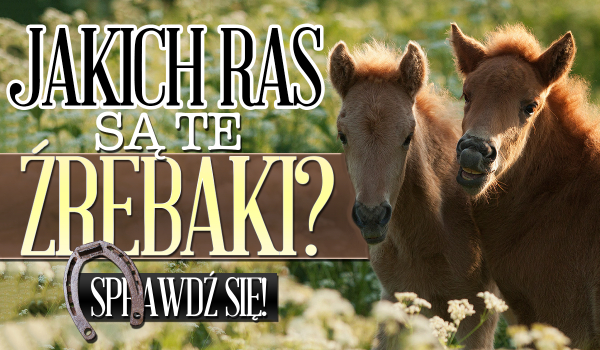 Jakiej rasy jest ten źrebak?