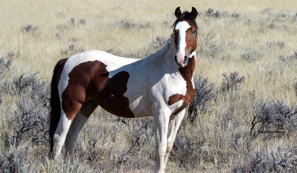 Sprawdź czy jesteś 100% koniarzem!