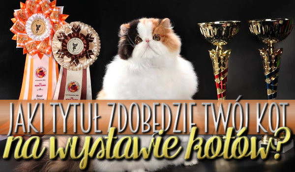 Jaki tytuł zdobędzie Twój kot na wystawie kotów?
