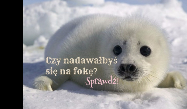 Czy nadawałbyś się na fokę?