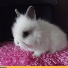 kroliczekwioletta-112