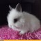 kroliczekwioletta-112