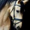 Horse_Is_Love