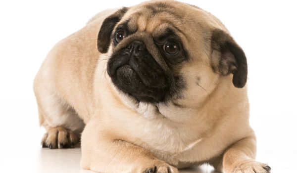 Czy odgadniesz 12 ras psów ?