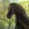 Rozi_