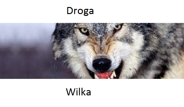 droga wilka (SPECJAŁ NA 100 SERC) #2