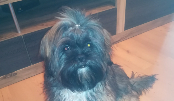 Jesteś miłośnikiem psów