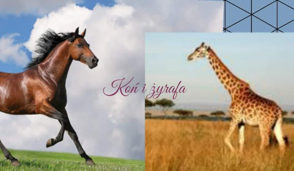 Koń i żyrafa2