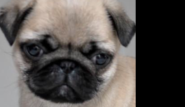 Czy znasz się na mopsach?