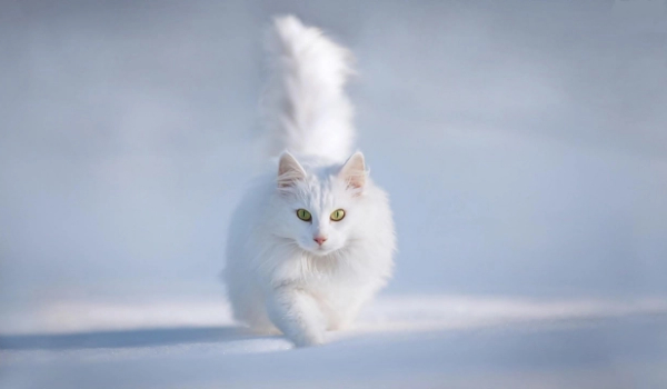 Dawne czasy klanu pioruna- postacie