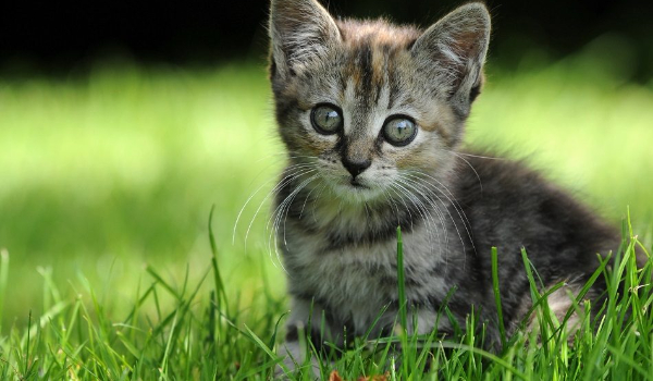 Czy jesteś kociukiem?