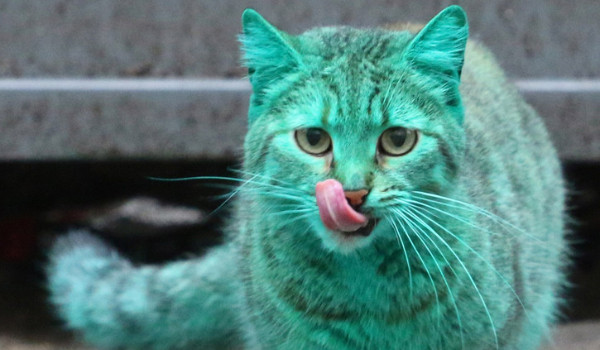 Śmieszne memy o kotach # KONIEC!