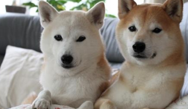 Czy znasz dobrze psy.