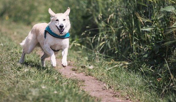 Jaką rasą psa jesteś ?