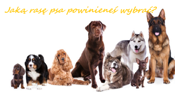 Jaką rasę psa powinieneś wybrać?