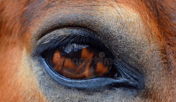 Salvado koń skazany #3