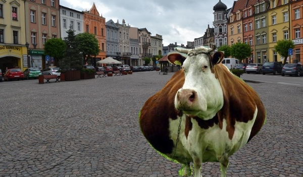 Co wiesz o stachu dżonsie