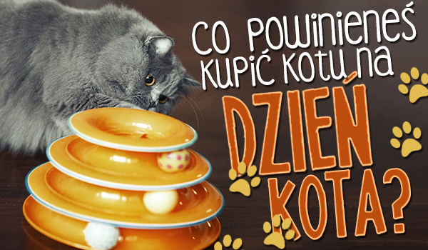 Jaki prezent powinieneś sprawić swojemu kotowi na święto „Dzień Kota”?