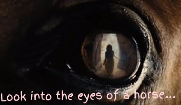 Look into the eyes of a horse… #2