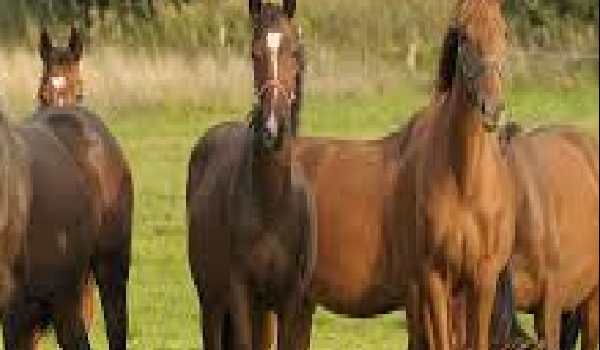 Avatarek dla NightShift #4