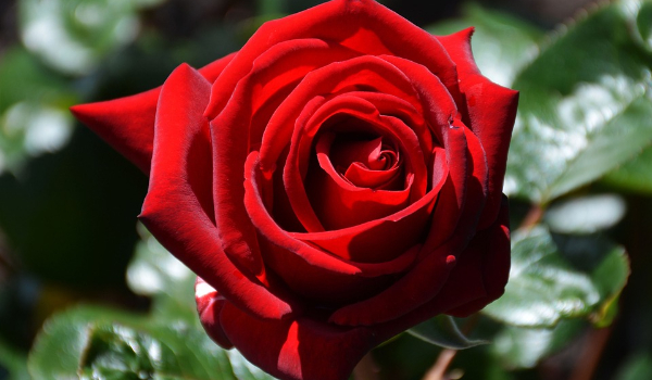 Od kogo dostaniesz różę na Walentynki?
