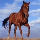 czterokopytnyKARMELEK