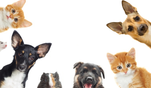 Jaka rasa psa do ciebie pasuje?