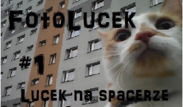 FotoLucek, czyli seria Luckich zdjęć #1 Lucek na spacerze