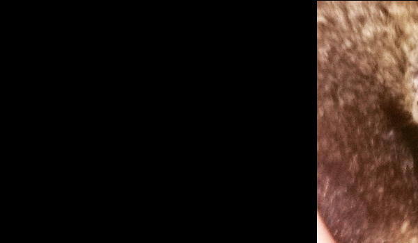 Co wiesz o chomikach?