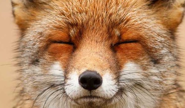 Miniaturka dla @Alice-Gryffindor