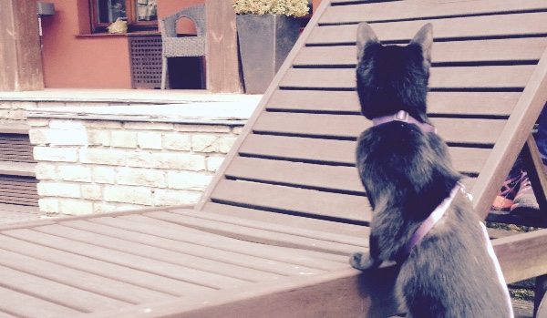 Wojownicy nowe klany#3