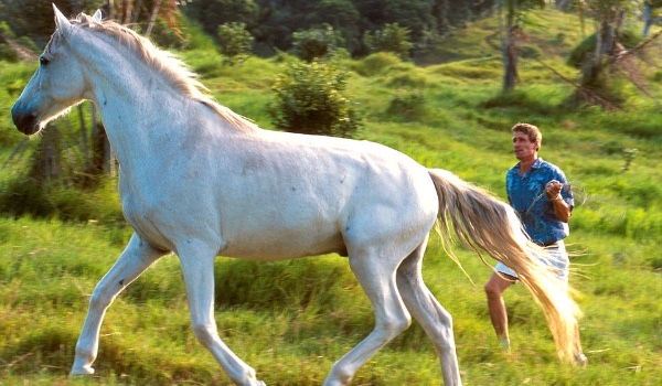 Jaki koń w Star Stable do ciebie pasuje?