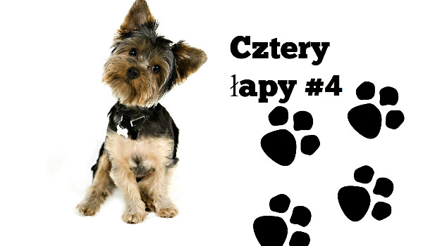 Cztery łapy #4