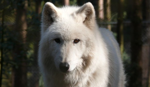 Biała wilczyca #2