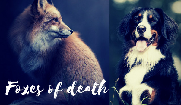 Foxes of death #3