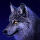 Wolf_1234