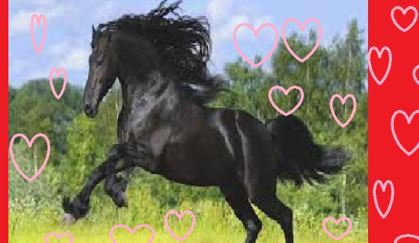 na ile % jeteś koniarzem